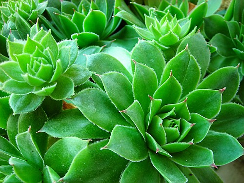 succulent001.jpg